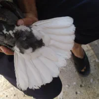 نرماده زاغ دمسفید|پرنده|کرمان, |دیوار