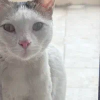 واگذاری فوری