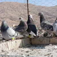 بهبهانی دونه ۲۰۰ تومن مقطوع|پرنده|شیراز, سعدیه شمالی|دیوار