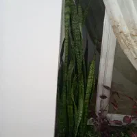 گل سانسورها