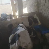 گوساله نر
