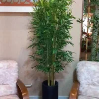 درختچه مصنوعی|گل مصنوعی|تبریز, |دیوار