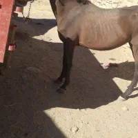 مادیون