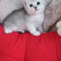 بریتیش سیلور ماده کد ns25