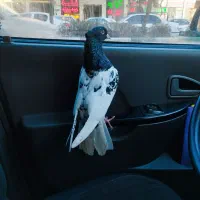 کله سیاه /نر به شرط پرش یا جفتگاه