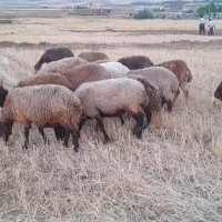 گوسفند جوان آبستن مال داشت  نژاد  مهربانی  قرمز