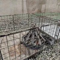 قفس پرنده حیوانات