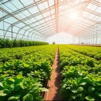 سرمایه گذاری در ساخت گلخانه از ۵ تا ۳۰ هکتار