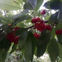 باغ ویلا1600متری جاده آتشگاه سه نبش معاوضه اقساط|فروش خانه و ویلا|نجف‌آباد, قلعه سفید|دیوار