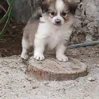 2 تا توله اشپیدز