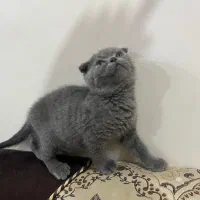 گربا اسکتیش نژاد دار اصیل