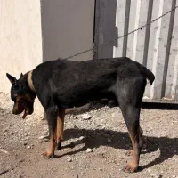 سگ نگهبان نر نژاد دوبرمن