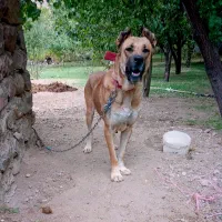 سگ سرابی اصل ساری بالا