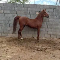 نریان کرد سواری دار کره اژدر زارعان