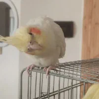 فروش یک جفت عروس هلندی لوتونیو|پرنده|سمنان, |دیوار