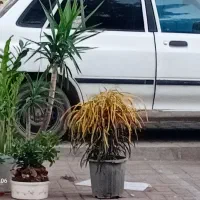 گلدان گل