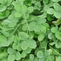 نهال توت فرنگی کاماروس