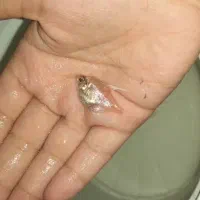 کالر ویدو سفید|ماهی|دزفول, |دیوار