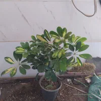 گل و گیاه شفلرا|گل و گیاه طبیعی|اهواز, سیصد دستگاه|دیوار