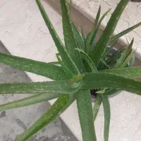 گل الوعه ورا|گل و گیاه طبیعی|گرگان, |دیوار