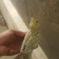 عروس هلندی|پرنده|اشتهارد, |دیوار