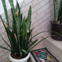 گل با گلدان|گل و گیاه طبیعی|گلپایگان, |دیوار