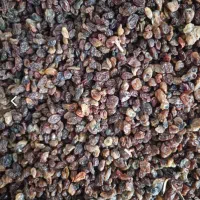 کشمش ابگیری