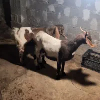 بز بزغاله پاکستانی نر پاکستانی دورگ سانان ماده|حیوانات مزرعه|دابودشت, |دیوار