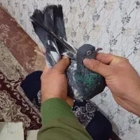 فوق زوردار|پرنده|کرمانشاه, |دیوار