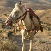اسب یخته باری سواری