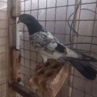 گرفتنی|حیوانات|اهواز, ۲۰۰۰واحدی|دیوار