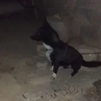 خرگوش کوچیک و بزرگ