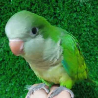 راهب دونخور