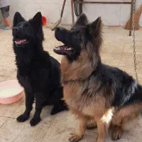 ژرمن بالغ شولاین بلک و دورنگ اصل