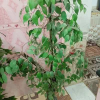 درخت چه دو عدد یه کیلاس.یه انگور است|گل مصنوعی|سیستان, |دیوار