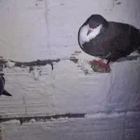 کربلایی ساده گرگی|پرنده|گرگان, |دیوار