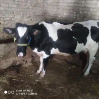 گاو هلشتین وگوساله ماده بلژیکی