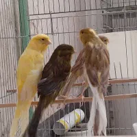 ماده رسمی|پرنده|قم, زاد|دیوار