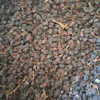 کشمش یاقوتی تقریبا ۴۰۰کیلوآفتابی|خوردنی و آشامیدنی|تاکستان, |دیوار
