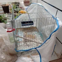 یه جفت قناری