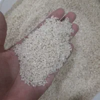 لاشه سرگل فجر یکدست