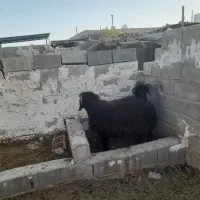 بره نر عربی