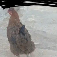 فروش مرغ خروس فوری|حیوانات مزرعه|مسجد سلیمان, |دیوار