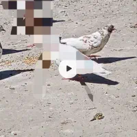 کفتر