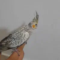 عروس هلندی|پرنده|چناران, |دیوار