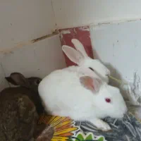 سه عدد خرگوش بازیگوش