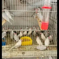 قبول سرپرستی پرندگان شما