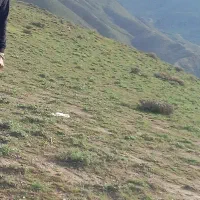 زمین ۲۰۰ متری داخل بافت روستا گلک