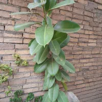 گلهای خانگی فروشی