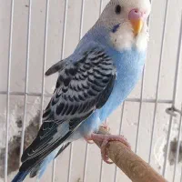 مرغ عشق پروانه ای